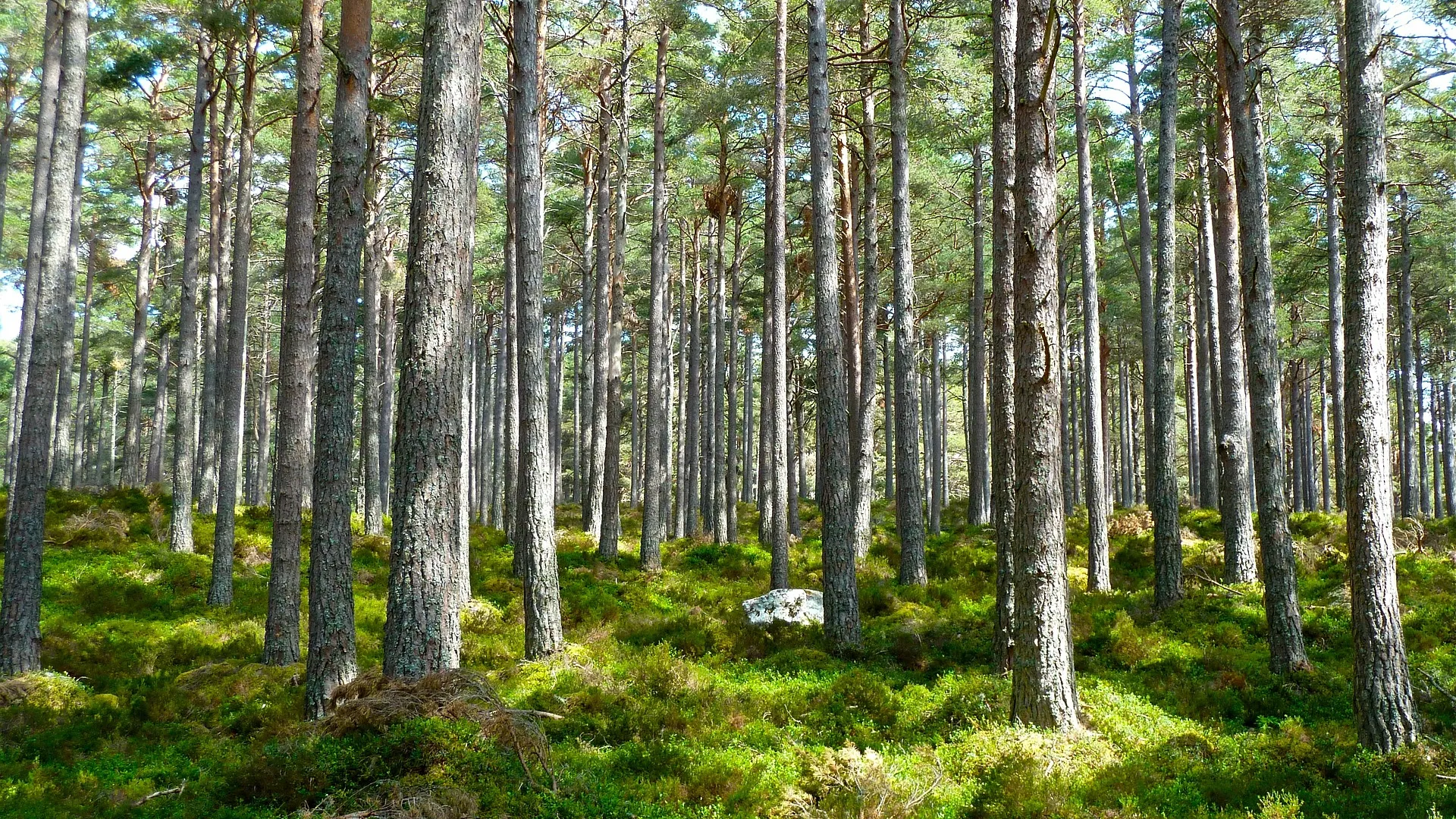 Rubrik_KlimaEnergie_Wald_c._Pixabay